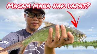 Cara @ Tutorial Mudah Casting Ikan Bulan