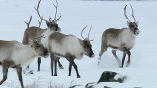 Reindeers Amazing Adaptations to Living in Snow  Snow Animals  BBC Earth