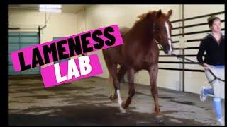 Lameness Lab #1 Is this horse lame?