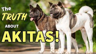 5 MYTHS About AKITAS