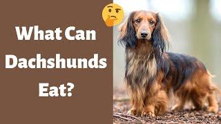 What can Dachshunds Eat and can’t Eat?  The Ultimate Guide 