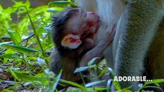 So cute... Adorable newborn baby monkey Mariel so cute enjoy more milk