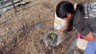 Garden Preparation  Planting of Tomatoes & Japanese Sweet Potatoes plus gardening tips 2024