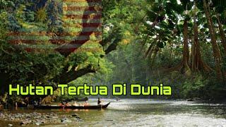 7 Hutan Tertua Didunia  3 Daripadanya Milik Malaysia