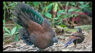 Mountain Peacock-Pheasant is displaying in slow motion