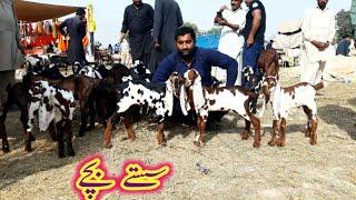 AMRITSERY BEETAL GOAT KIDS OF ZAFAR BHI IN SAHIWAL BAKRA MANDI