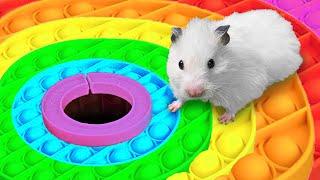  Hamster Escapes the Rainbow POP IT Maze OBSTACLE COURSE