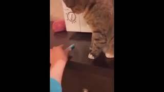 Funniest cats-Dont try to stop laugh-pet lover