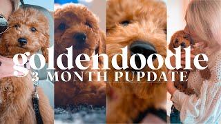 MINI GOLDENDOODLE 3 MONTH UPDATE  What I Wish I Knew