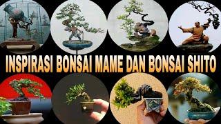 inspirasi bonsai mame dan bonsai shito