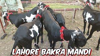 Lahore bakra Mandi Shahpur Kanjra   makhi chine Bakre rajanpuri Bakre desi Bakre  Bakra Eid