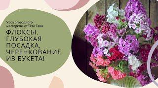 ФЛОКСЫ. Глубокая посадка черенкование из букета.