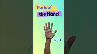 Names of Fingers and Parts of the Hand. English Vocabulary for Beginners. #shorts