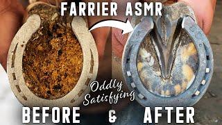 Hoof Restoration-Hind Hoof-Farrier ASMR- Oddly Satisfying