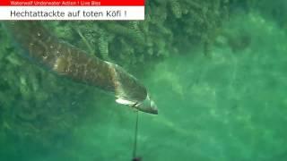 Hecht Pike Livebiss auf toten Köderfisch Waterwolf