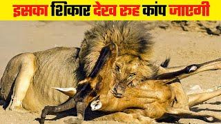 शेर के शिकार का खूंखार मंजर  Do Male Lion Hunts