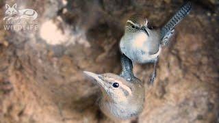 Nesting Bewicks wrens Part One - Nest construction