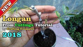 How To Growing Longan Tree From Cuttings 2018 Tutorial by Grafting Examples