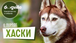 Сибирский Хаски - О породе - Как выбрать щенка?
