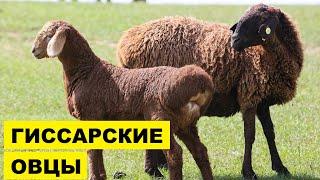 Разведение Гиссарских овец как бизнес идея  Овцеводство  Гиссарские овцы и бараны
