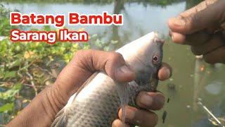 Pilih Spot Tiang Bambu Strike Ikan Mas dan Ikan nila Babon