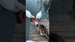 Swans and Cat have breakfast together #2k #whiteswans #Maine Coon #shorts