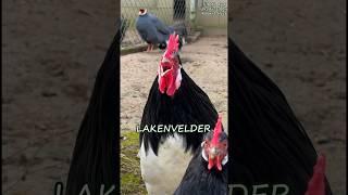 Battle of the crowing roosters With 17 different fancy chicken breeds #rooster #backyardchickens