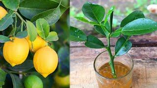 How to quickly grow lemon tree cuttings by soaking them in water