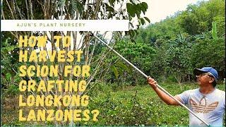 How to harvest scion for grafting LONGKONG Lanzones?