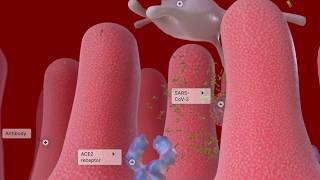 Coronavirus tutorial with animations- part 2