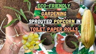 Eco-Friendly Gardening Sprouted Popcorn in Toilet Paper Rolls #popcorn #gardening #gardeningtips