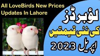 Love Birds Prices In Lahore 2023  April 2023  LoveBirds Latest Prices Updates