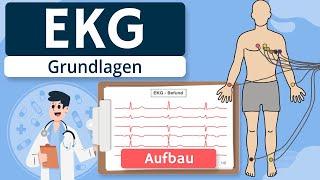EKG - Grundlagen einfach erklärt Entstehung Ableitungen