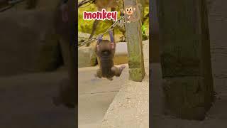 मां तो मां ही है।#monckey #cute #monkeymovies #shortvideo #monkylifeinnatural