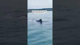 A dream come truee  #humpbackwhale #humpbacks #divingtrip #dreamlife #travelcreator #bestview