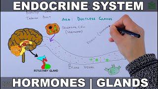 Endocrine System  Introduction