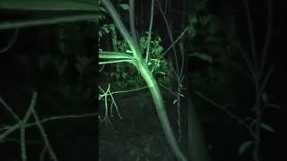 STRANGE GROWLS CAUGHT IN THE FOREST #creepy