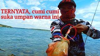 MANCING CUMI CUMI DI PINGGIR LAUT