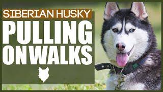 How To STOP Your SIBERIAN HUSKY PULLING ON WALKS