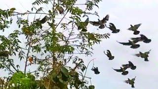 how to catch a punai bird with pulut can get a lot