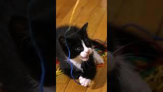 3-week-old Siberian Kitten vs. Ball of Yarn  Too Cute  Animal Planet