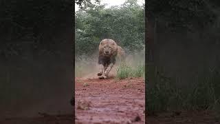 LIONS- Terrifying Majestic Kings of the Jungle