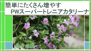 【ガーデニング】PWスーパートレニアカタリーナの育て方増やし方｜挿し芽でたくさん増やす｜Japanese private garden｜園芸