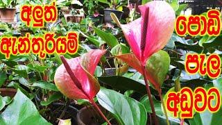 අලුතින් එකතු වුන ඇන්තූරියම්  වර්ග  anthurium  beautiful  flowers  garden  botany  lokki