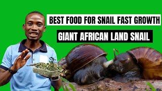 BEST FEED FOR SNAIL FAST GROWTH  GIANT AFRICAN LAND SNAIL #howtofeedsnailtogrowfaster #snailfarming