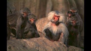 Hamadryas - The Sacred Baboon in Saudi Arabia English