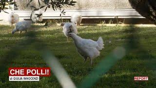 Che polli - Report 09012023