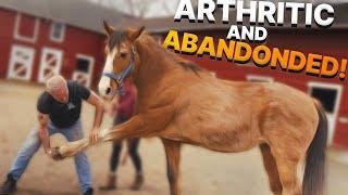 ARTHRITIC Horse ABANDONED on Highway  Gets CRACKED & STRETCHED by Dr. Doug Animal Chiropractor
