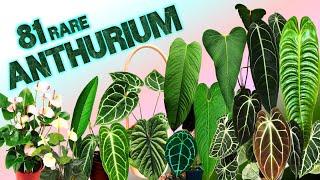 81 ANTHURIUM SPECIES  HERB STORIES