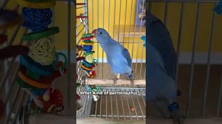 Let’s train a Ringneck Parakeet #bird #parrot